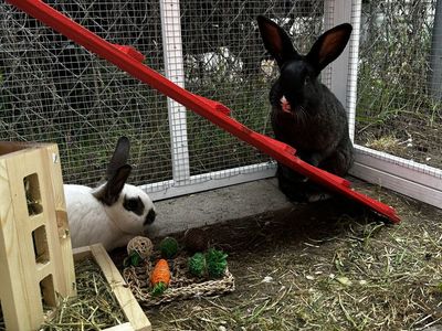5 Month Old Bunny Rabbits - Flemish Giants