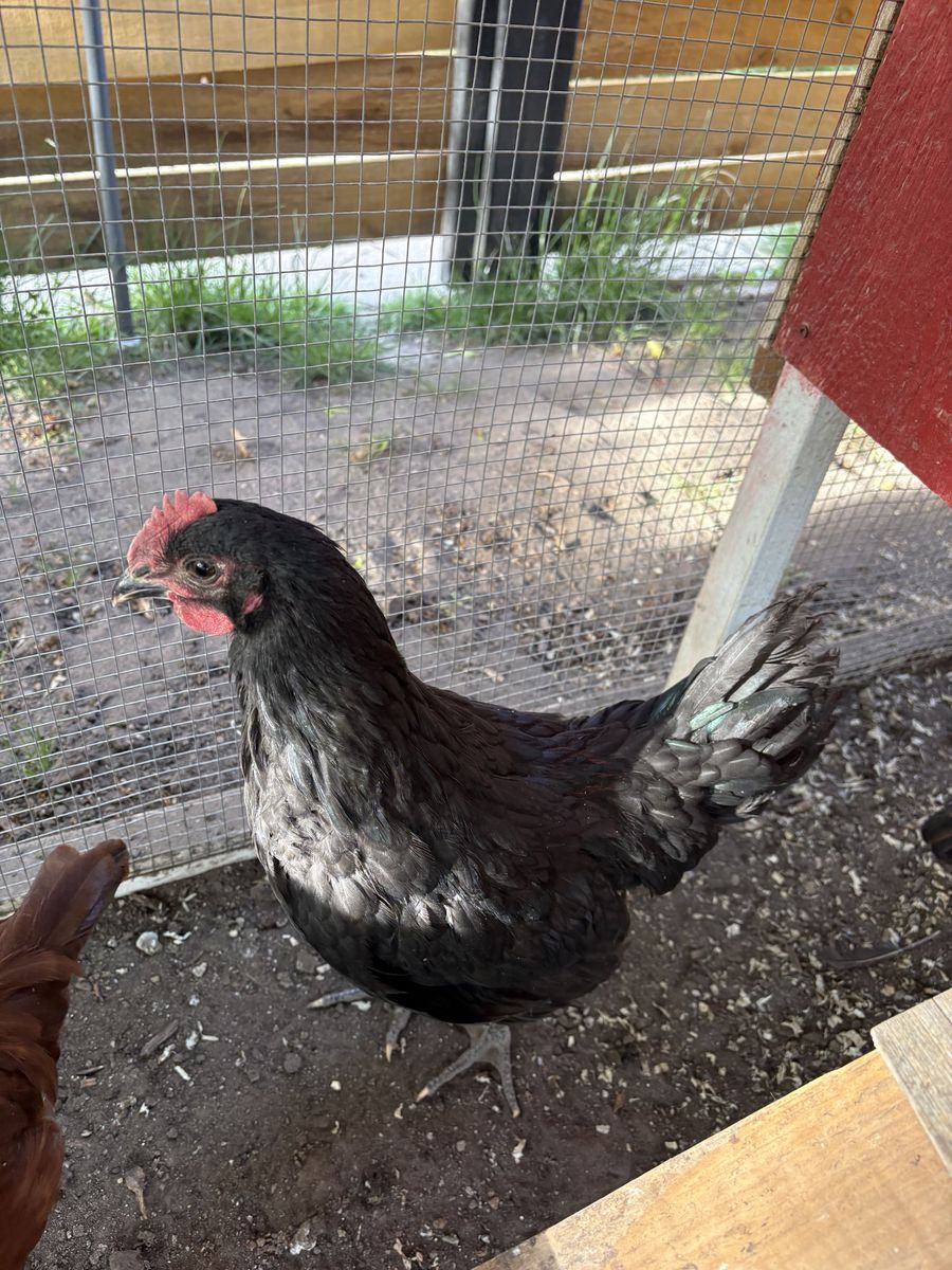 Rooster for Sale