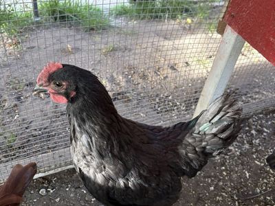 Rooster for Sale