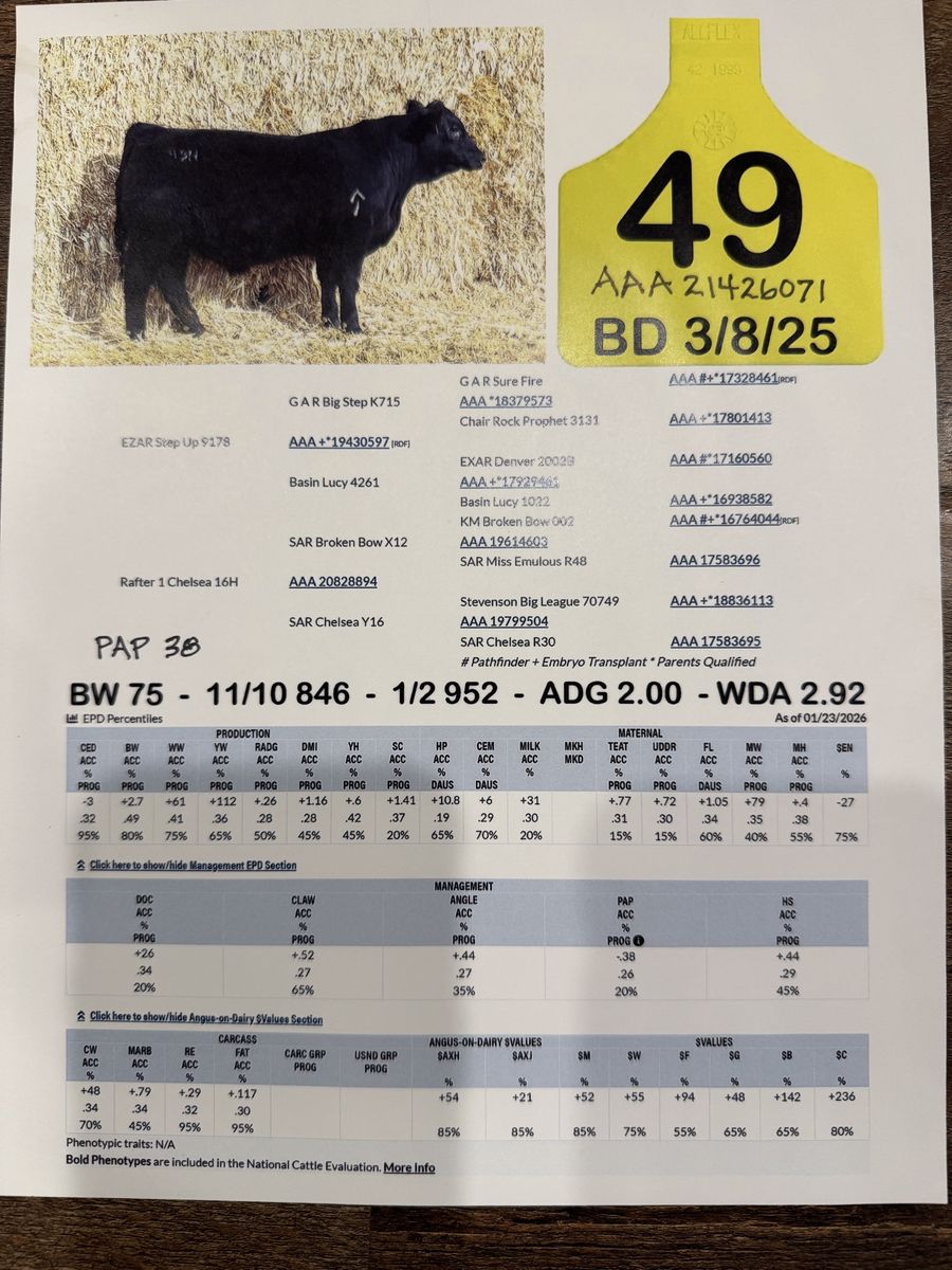 Registered Black Angus Yearling Heifer Bull