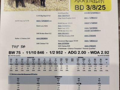 Registered Black Angus Yearling Heifer Bull