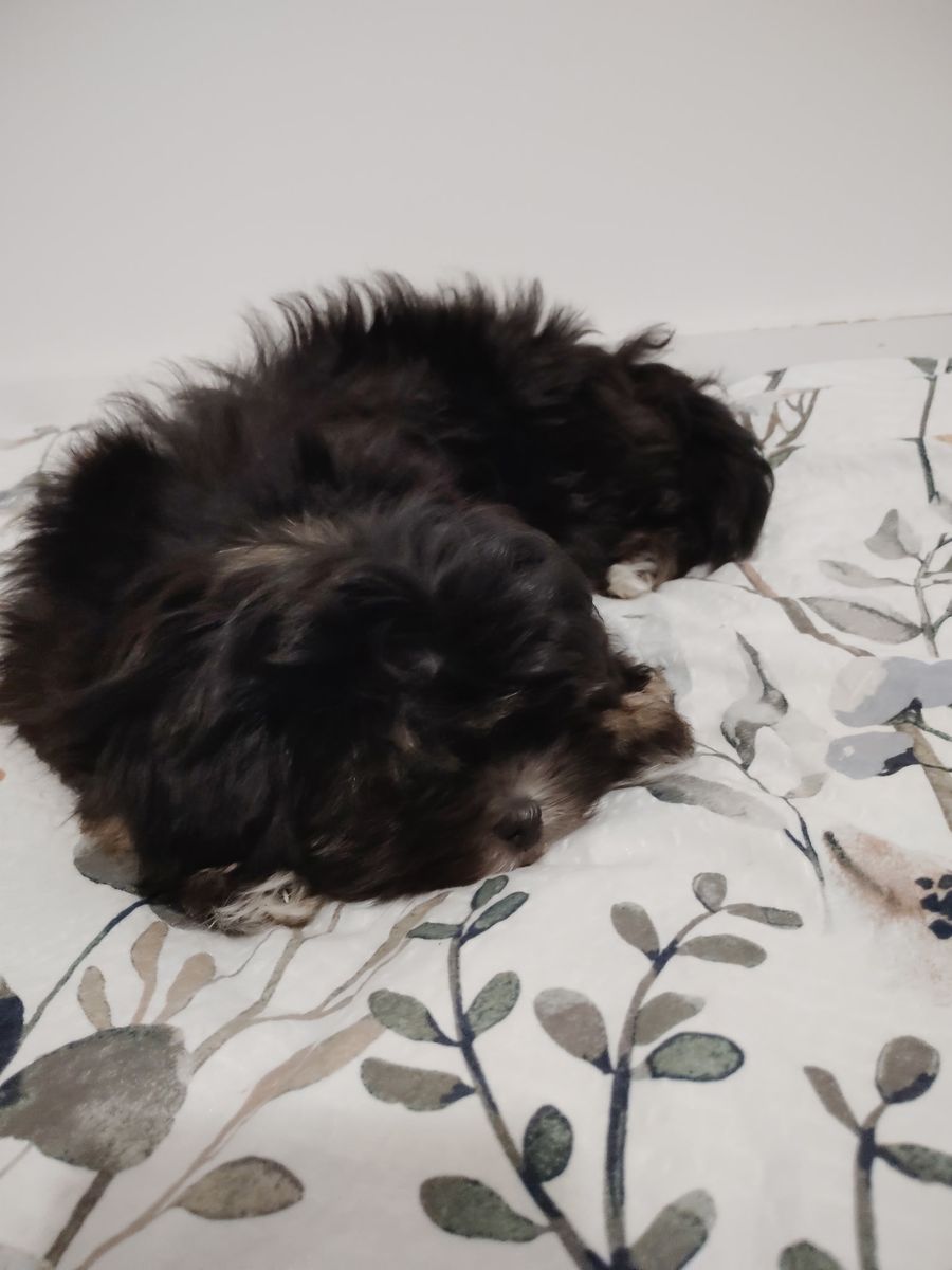 Shih Tzu Maltese Puppies