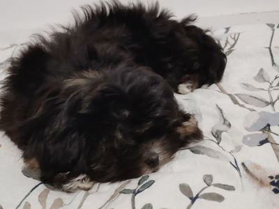 Shih Tzu Maltese Puppies