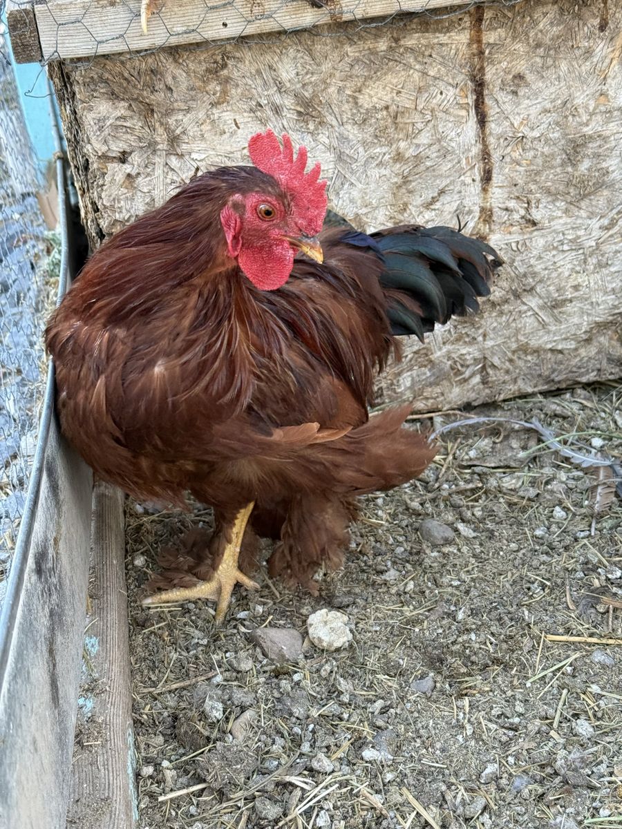 Free bantam Rooster - Livestock/Poultry