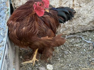 Free bantam Rooster - Livestock/Poultry