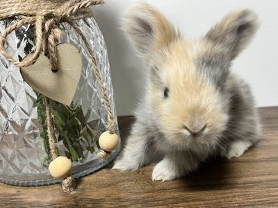 Pedigreed English Angora babies