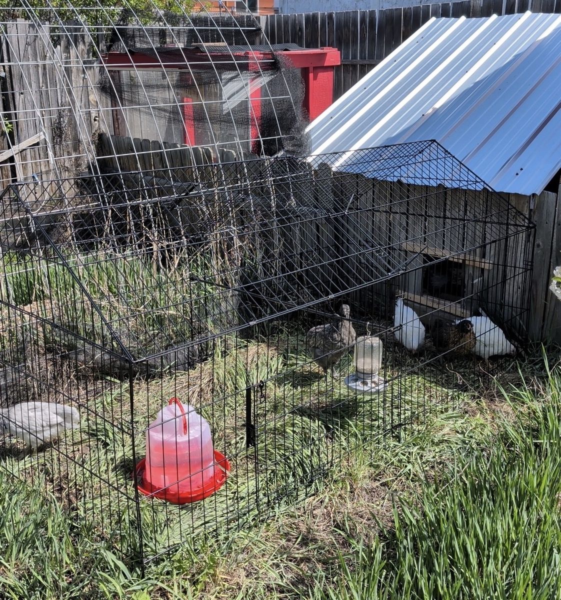 Mature pullets