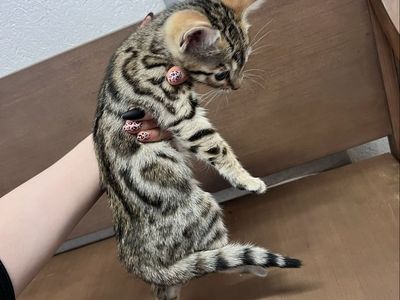 Exotic Fancy Purebred Male Bengal Kitten For Sale!