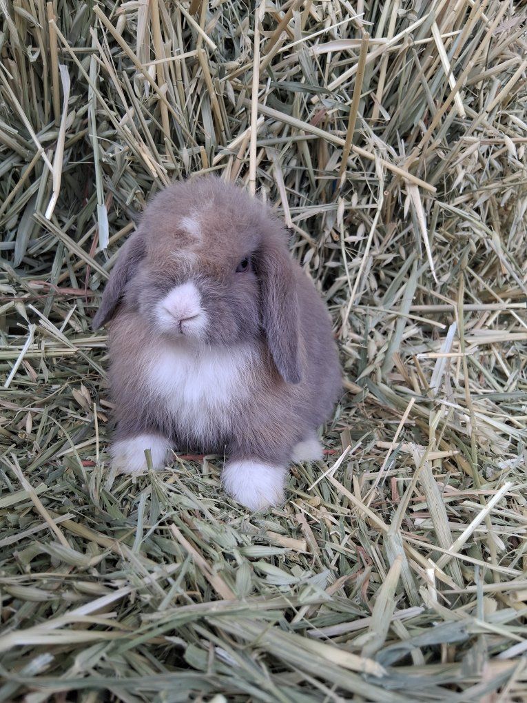 10 week old holland lop