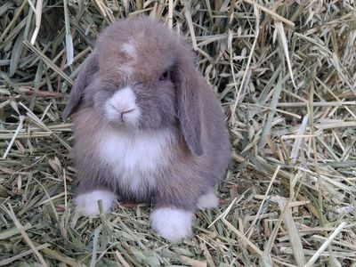 10 week old holland lop