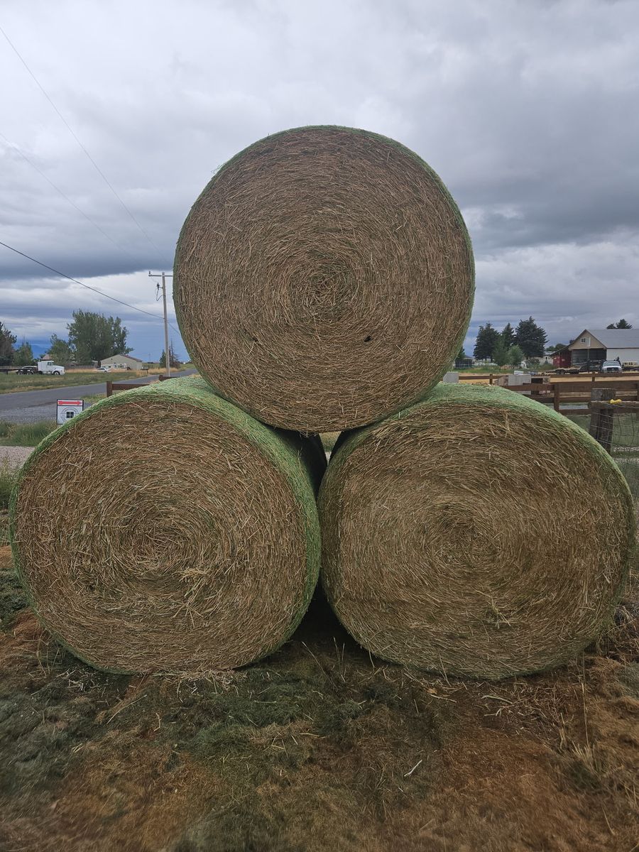 Canola Round Bales 