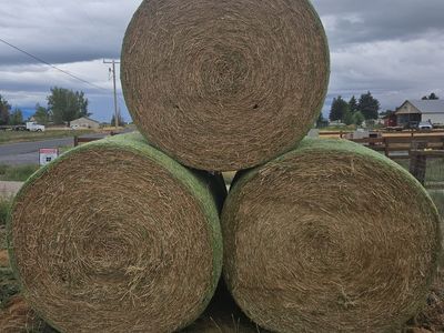 Canola Round Bales