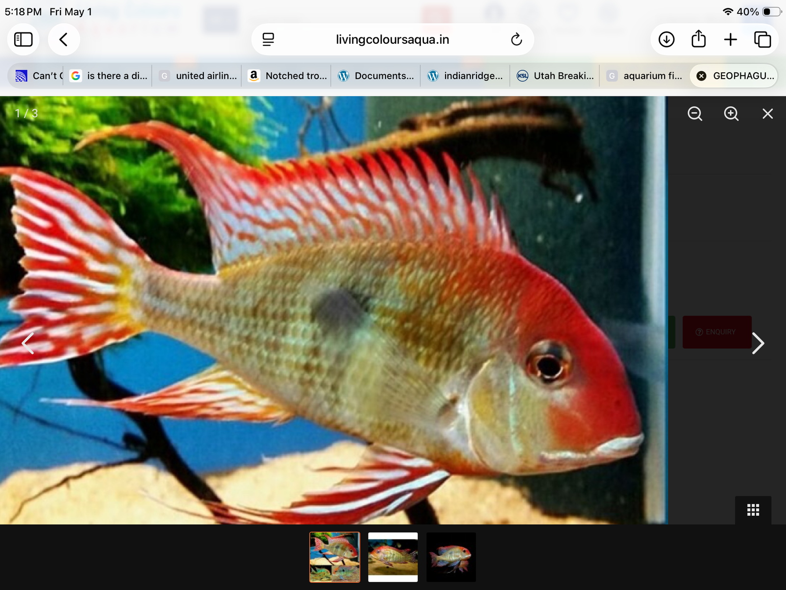 GSLAS fish auction May 2