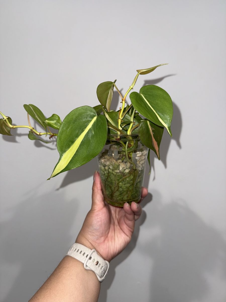 Philodendron Cream Splash - Plant