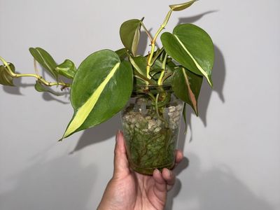Philodendron Cream Splash - Plant