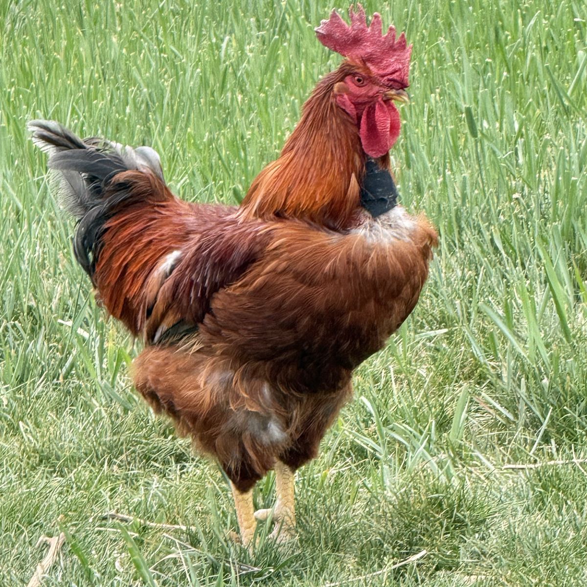 Friendly Rooster