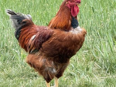 Friendly Rooster