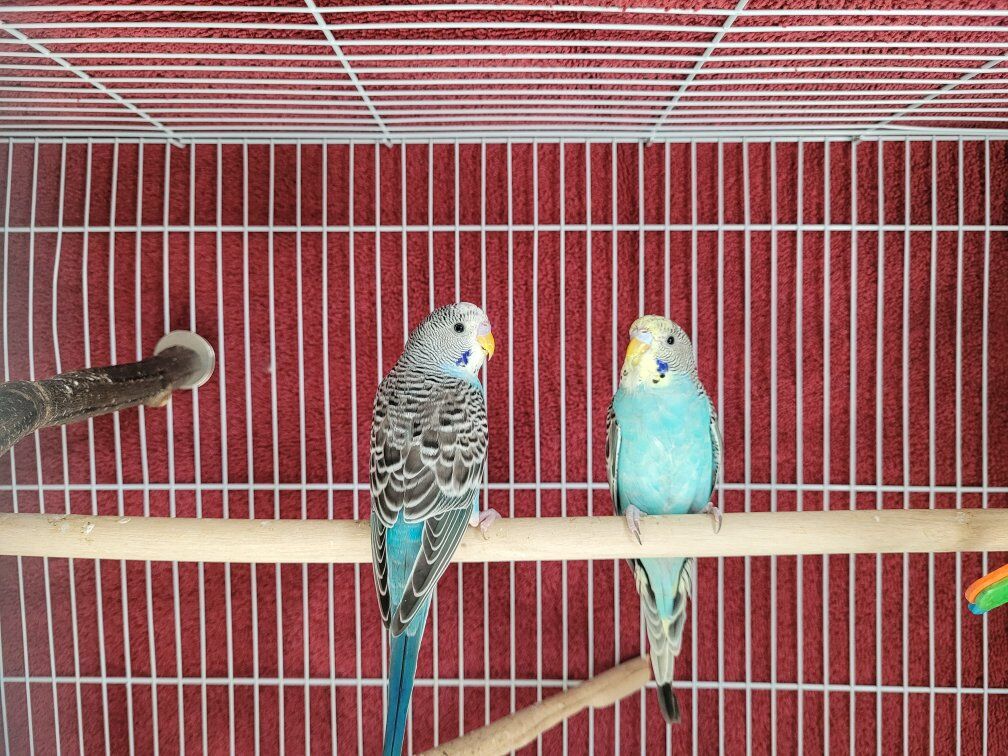 Young Budgie Parakeets