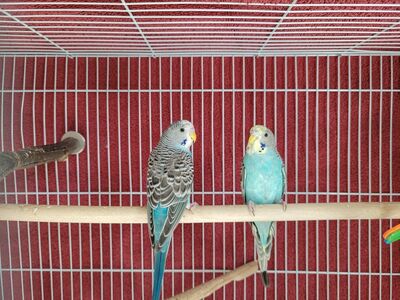 Young Budgie Parakeets