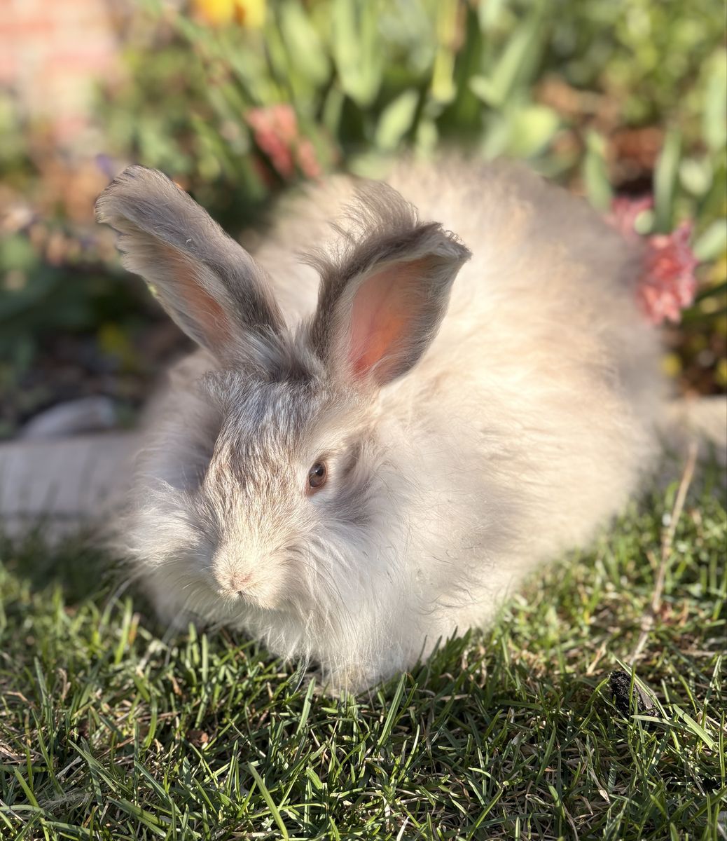 Pedigreed English Angora Doe Bunny Rabbit