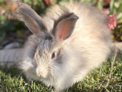 Pedigreed English Angora Doe Bunny Rabbit