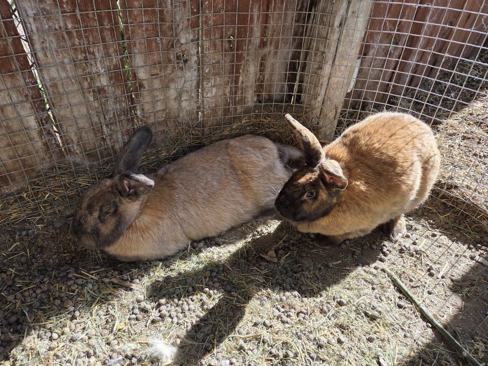 Purebred Silver Fox Tort Color Rabbits Bunny
