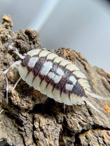 Porcellio Expansus White