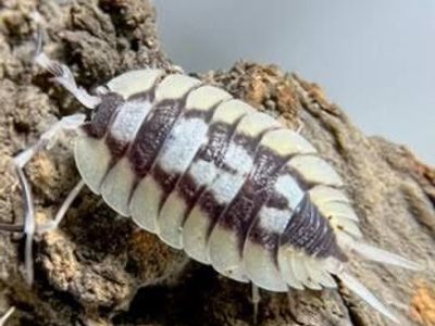 Porcellio Expansus White