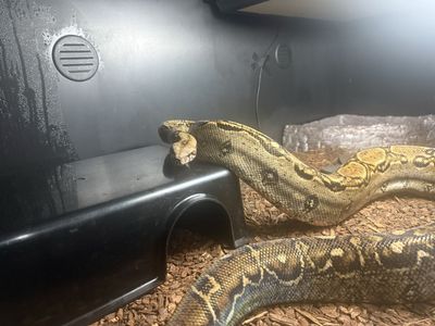 Healthy Colombian Red Tail Boa Constrictor Snake in Enclosure with Hide