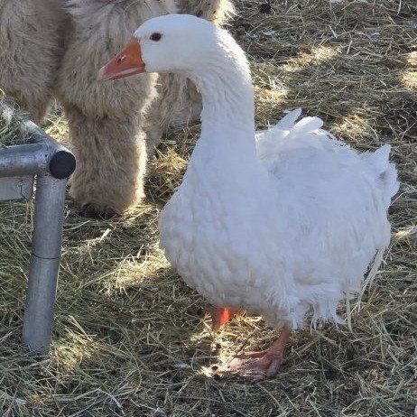 Sebastopol geese