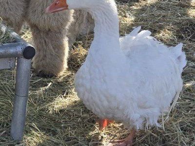 Sebastopol geese