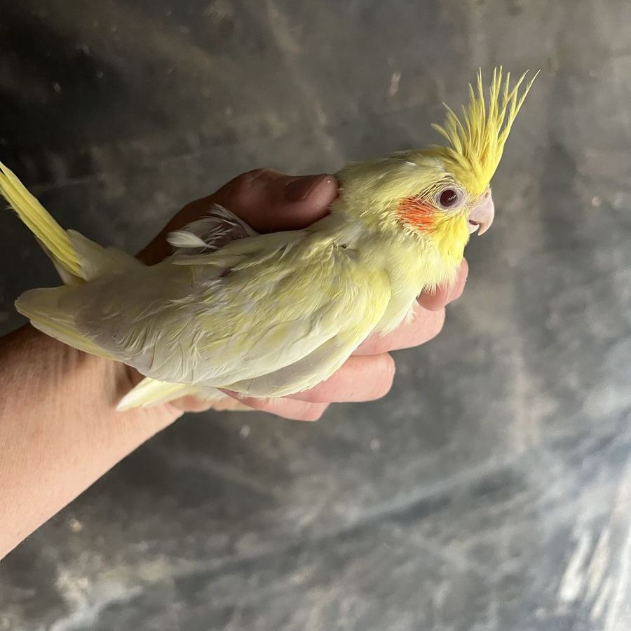 Baby Cockatiels for Reservation