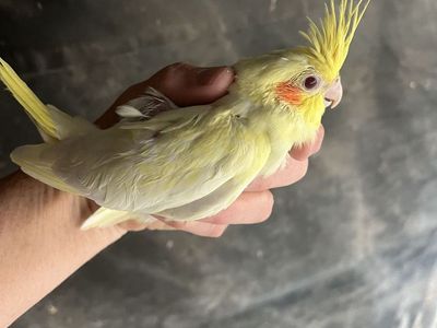 Baby Cockatiels for Reservation