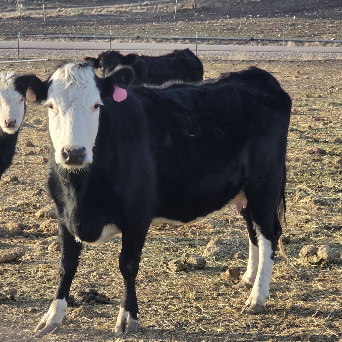 Bred black baldy cow