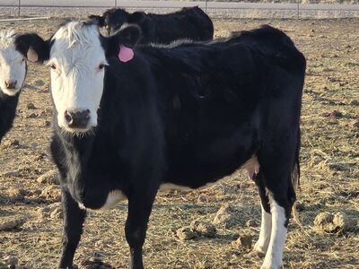 Bred black baldy cow