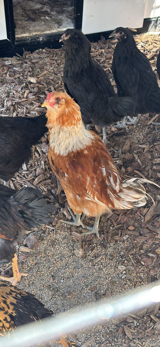 Friendly Ameraucana Rooster - Young, Healthy & Ready for a New Home