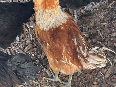 Friendly Ameraucana Rooster - Young, Healthy & Ready for a New Home