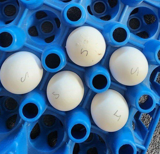Eggs - Snowflake Quail