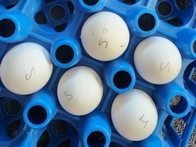 Eggs - Snowflake Quail