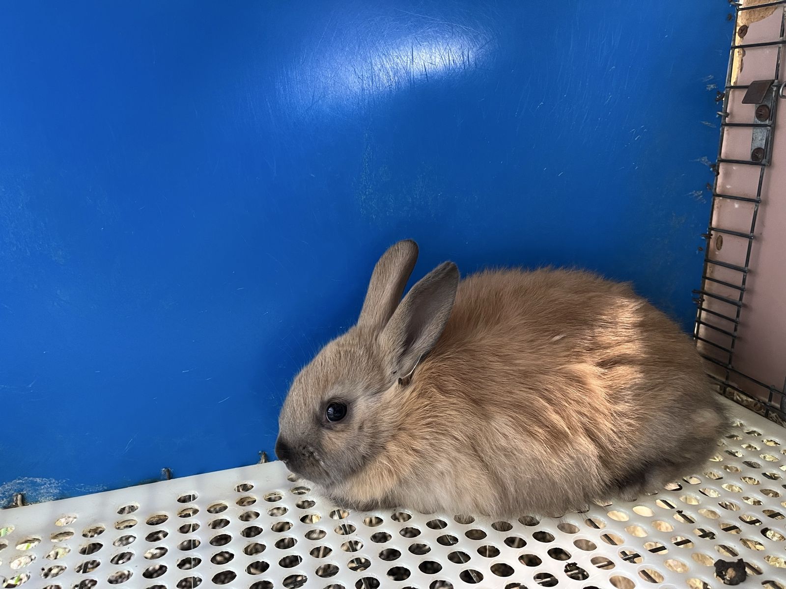 Black Otter Rex/Black New Zealand Cross Kits