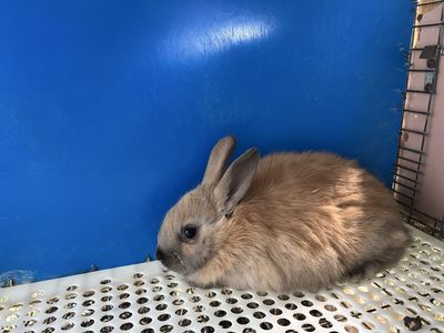 Black Otter Rex/Black New Zealand Cross Kits