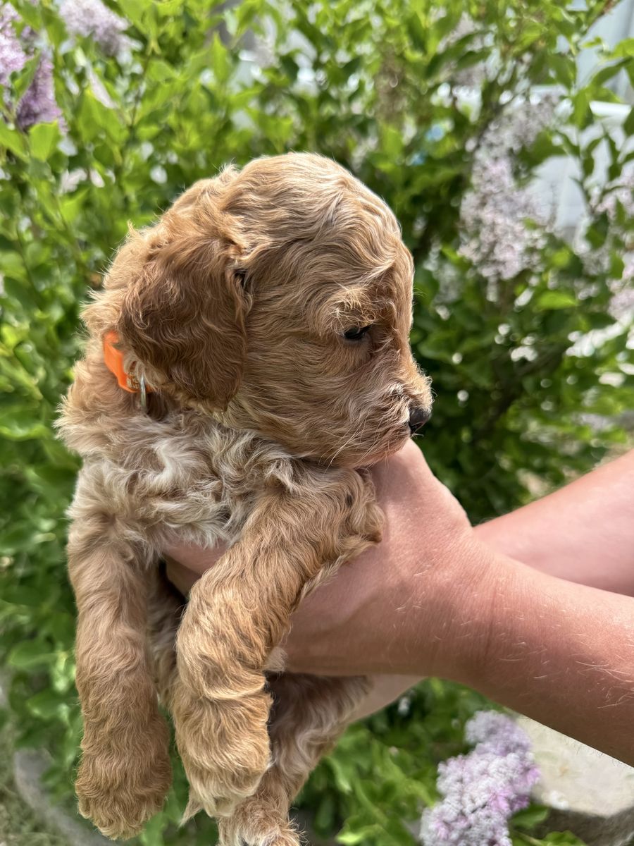 Mini Goldendoodle Puppies | Home Raised | 1 Male & 1 Female