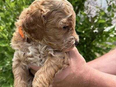 Mini Goldendoodle Puppies | Home Raised | 1 Male & 1 Female