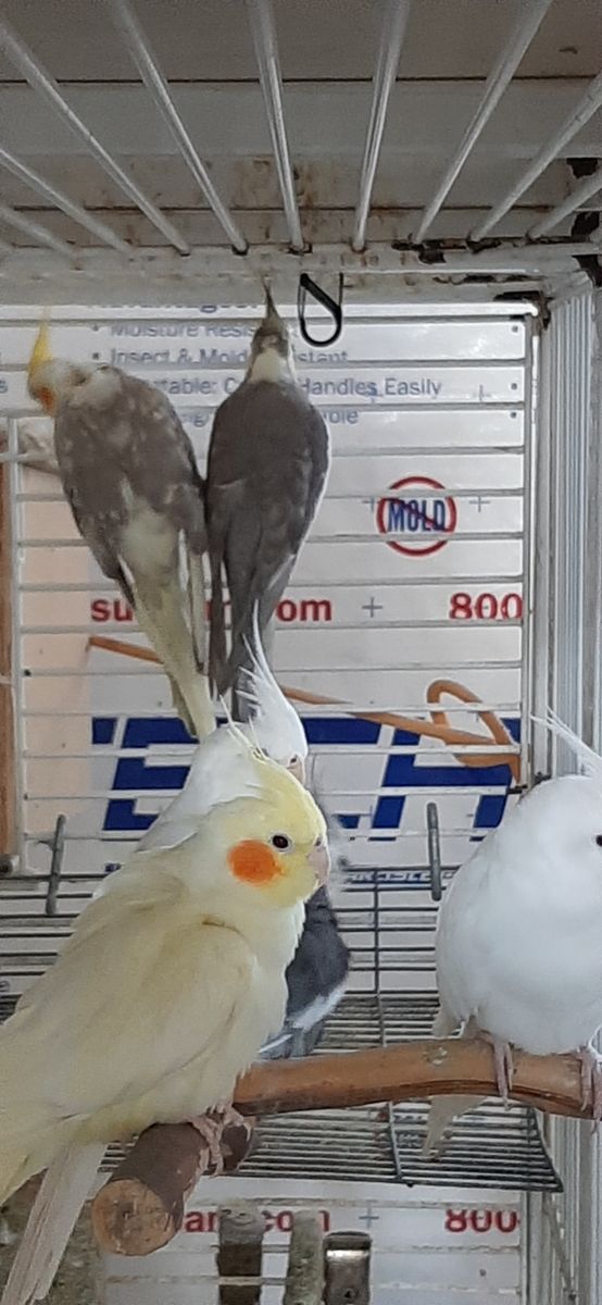 Three cockatiel breeder pair