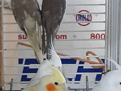 Three cockatiel breeder pair
