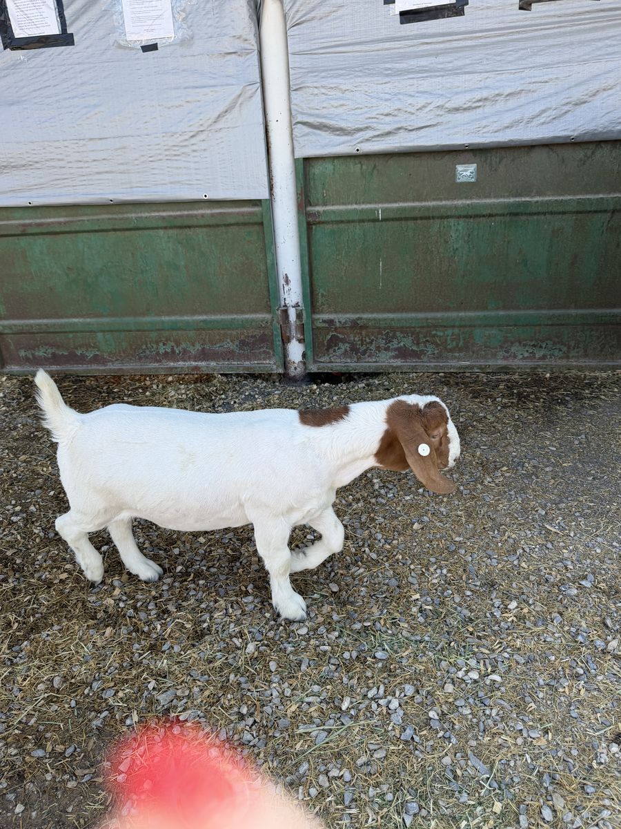 Goat for sale 