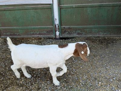 Goat for sale