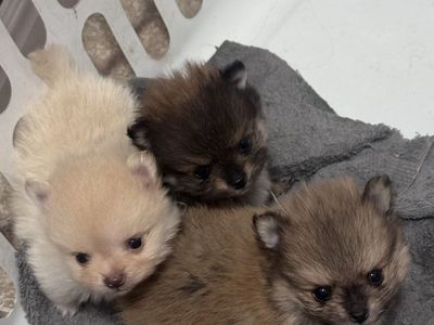 Pomeranian puppies