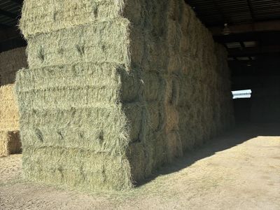 Grass hay