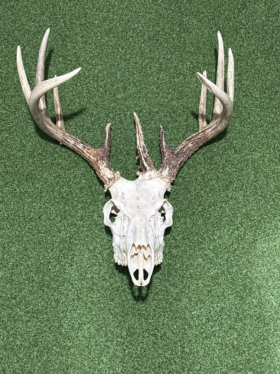 Whitetail deer skull